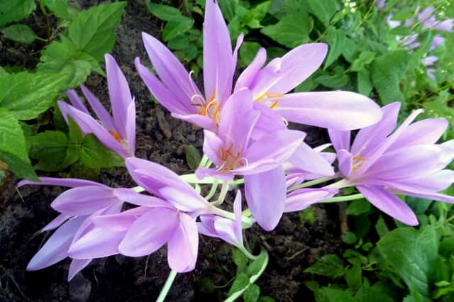 Naked ladies... difficult to find at garden centres.