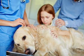 Alun's dog was traumatised and ended up at the vet. Picture: Shutterstock