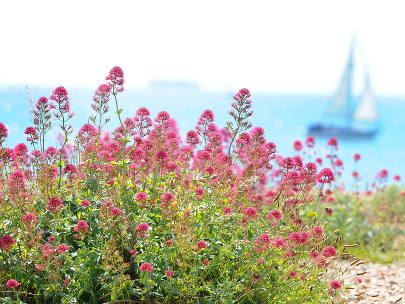 Sarah P from Dorset wrote this about Eastney beach: 'Facilities are well serviced and a credit to the maintainers. The flora and fauna is gorgeous and its an interesting walk bioth along the beach or along the promenade which is popular for runners and dog walkers.'