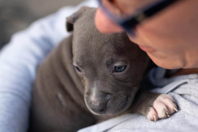 Adopting a puppy is a big step and here is the process of adopting.
(photo credit: adobe)