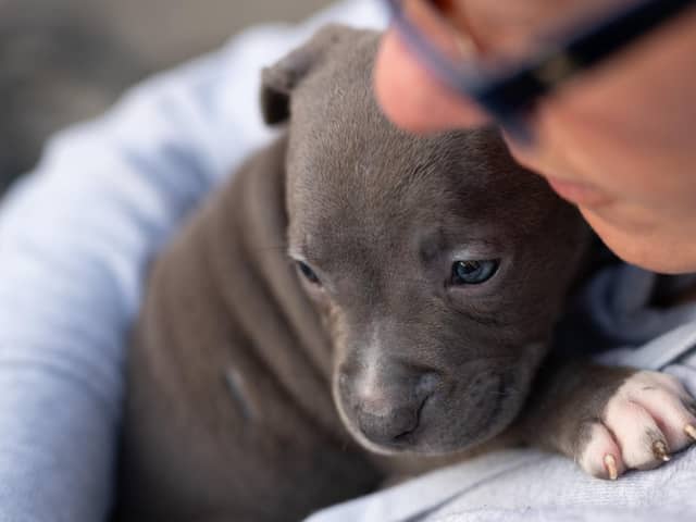 Adopting a puppy is a big step and here is the process of adopting.
(photo credit: adobe)