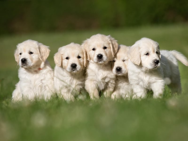 Golden retrievers are amongst the list.