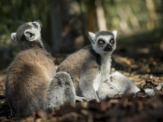 It is recommended to set aside four hours if it is your first time visiting the zoo.