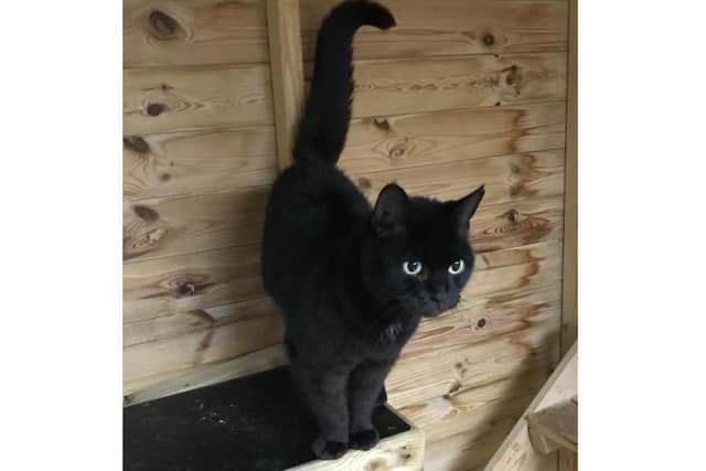 Susie at The Stubbington Ark is looking for a home