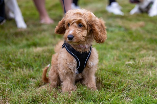 An adorable contestant lines up for the Cutest Puppy Competition at the Denmead Fun Dog Show. Picture: Mike Cooter (210724)