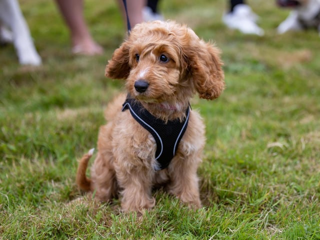 An adorable contestant lines up for the Cutest Puppy Competition at the Denmead Fun Dog Show. Picture: Mike Cooter (210724)