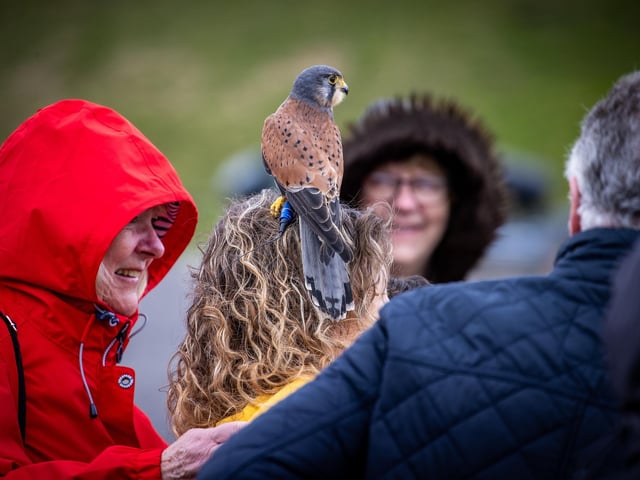 Families braved the cold on Tuesday (April 2) to take advantage of amazing free entertainment at Fort Nelson, with Easter egg hunts and falconry displays.