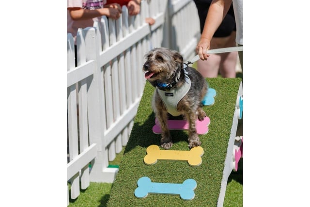 A dog gets put through its paces at Whiteley Doggie Day.