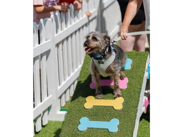 A dog gets put through its paces at Whiteley Doggie Day.