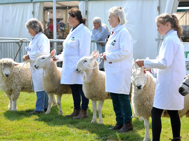 Prized sheep ahead of judging.