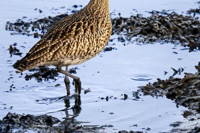 A curlew, by Paul Adams