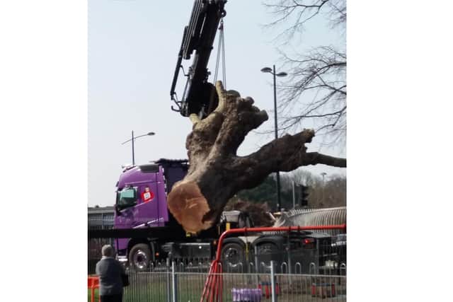 The plane tree by Havant Park being removed with a crane on March 21, 2022.The tree was brought down during Storm Eunice.Picture: Ann Buckley 