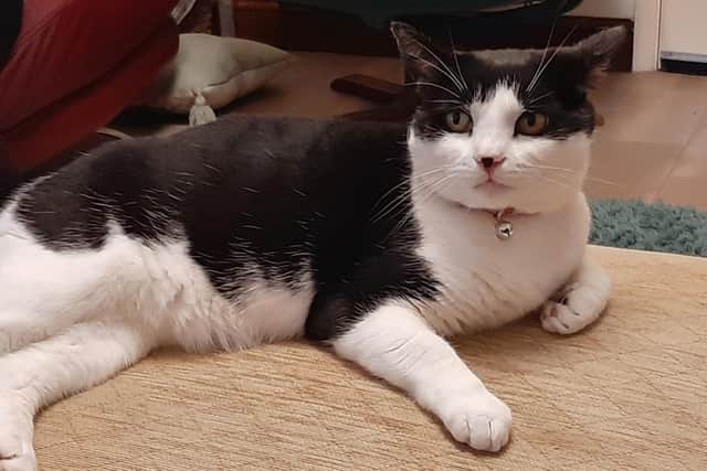 Fluffy was reunited with her owners two years after going missing, thanks to help from Gosport Cats Protection. Pictured:  Fluffy chilling out at home