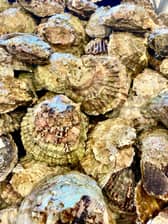 The illegal catch was suspected to be oysters.