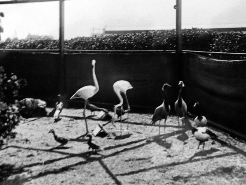 Flamingos and geese in the zoo at HMS Excellent, Whale Island.