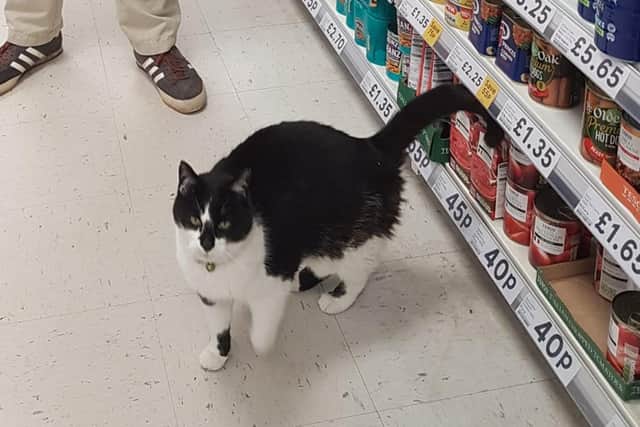 Hayling Island cat king Pip in Tesco. Picture: Nikki Williams