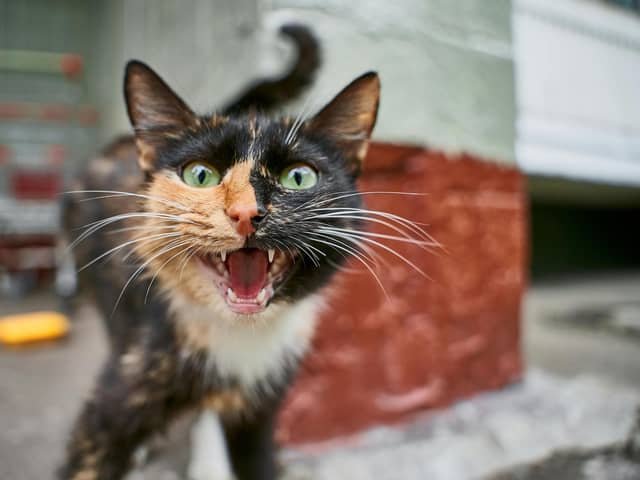Only grumpy cats need apply! Animal News Agency