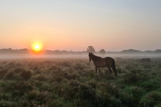 The New Forest is a relaxing place where animals roam free and you can enjoy a variety of walks.