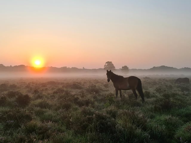The New Forest is a relaxing place where animals roam free and you can enjoy a variety of walks.
