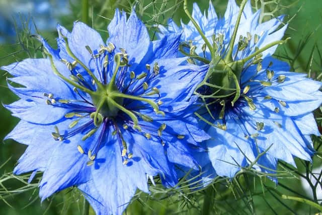 Love-in-a-mist or Nigella, just one of the hardy annuals you can sow to be enjoyed next year.