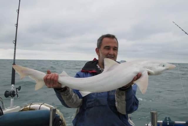 Albinism in sharks is rare as many will be preyed upon due to being highly visible to predators.