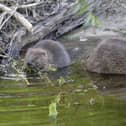 Two beavers are to be released at Ewhurst Park, 400 years after they went extinct in Hampshire, as part of a large biodiversity project to regenerate the landscape. Picture: Joshua Glavin/Beaver Trust/PA