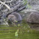 Two beavers are to be released at Ewhurst Park, 400 years after they went extinct in Hampshire, as part of a large biodiversity project to regenerate the landscape. Picture: Joshua Glavin/Beaver Trust/PA