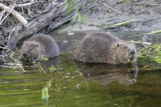 Two beavers are to be released at Ewhurst Park, 400 years after they went extinct in Hampshire, as part of a large biodiversity project to regenerate the landscape. Picture: Joshua Glavin/Beaver Trust/PA