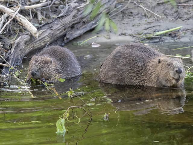 Two beavers are to be released at Ewhurst Park, 400 years after they went extinct in Hampshire, as part of a large biodiversity project to regenerate the landscape. Picture: Joshua Glavin/Beaver Trust/PA