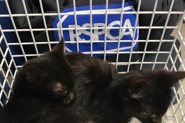 Kittens found in Southsea by the RSPCA