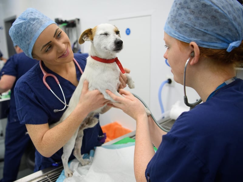The RSPCA is also advising people to be aware of Flystrike which is a painful condition where flies lay their eggs on another animal. The eggs hatch and the maggots eat the flesh of their hosts. 
Make sure that you keep your dog clean and that you do daily checks on them - if you suspect that your dog has this, take them to vet as soon as possible.
