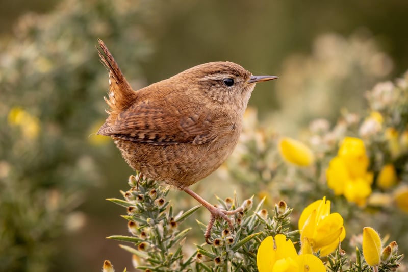 Wildlife Runner-Up: Tiny Bit Tough Wren by Piers Fearick