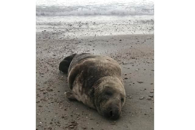 The injured seal on Hayling Island 
Picture: RSPCA