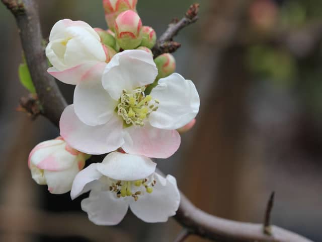 The 2023 competition winner Chaenomeles speciosa ‘Contorta’