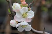 The 2023 competition winner Chaenomeles speciosa ‘Contorta’