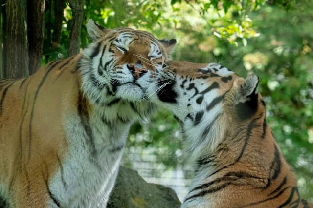 Marwell Zoo will reopen next week. Picture: Jason Brown