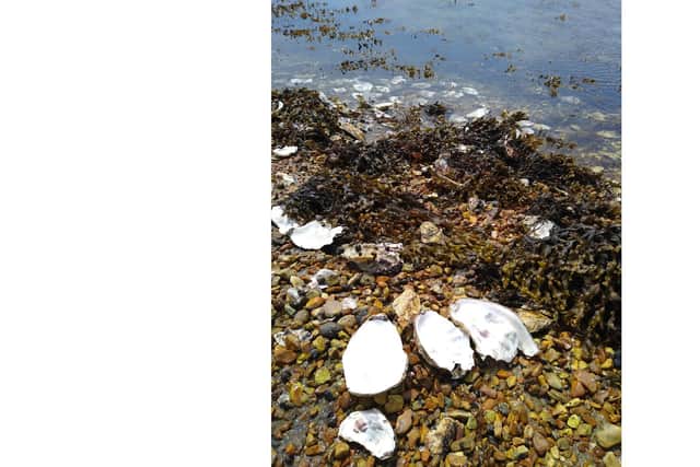 People seen oyster picking at the Kench on Hayling Island.