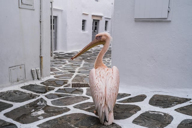 You can join Petros the pelican and fly to the island of Mykonos in Greece this summer.. British Airways operates flights to the island from Southampton Airport. (Photo by Byron Smith/Getty Images)