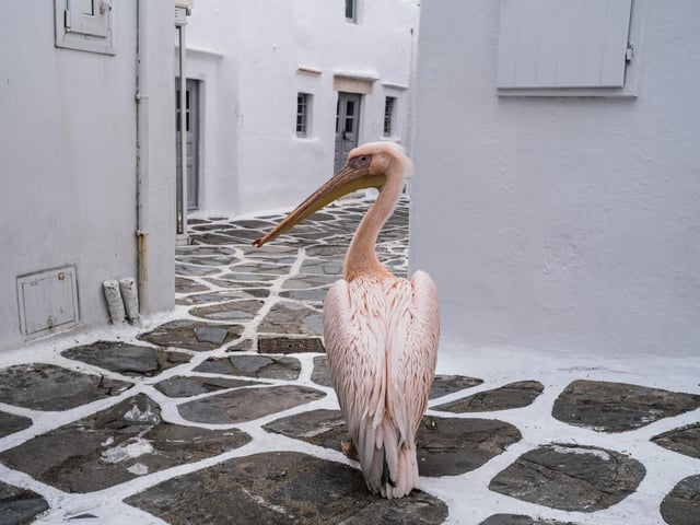 You can join Petros the pelican and fly to the island of Mykonos in Greece this summer.. British Airways operates flights to the island from Southampton Airport. (Photo by Byron Smith/Getty Images)