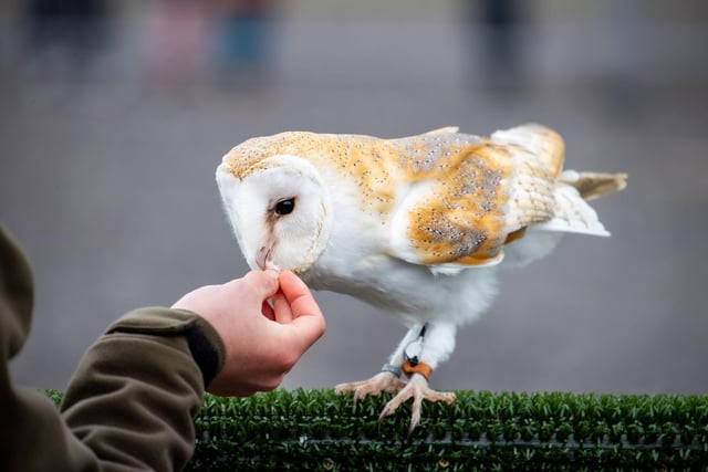 Families braved the cold on Tuesday (April 2) to take advantage of amazing free entertainment at Fort Nelson, with Easter egg hunts and falconry displays.