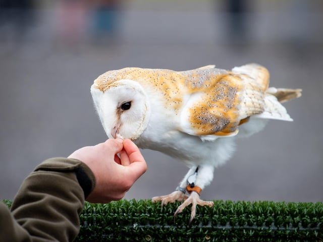 Families braved the cold on Tuesday (April 2) to take advantage of amazing free entertainment at Fort Nelson, with Easter egg hunts and falconry displays.