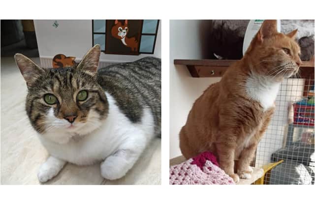 Ronnie and Daisy were both reserved but could not move to their new homes because of lockdown restrictions. Picture: Cats Protection