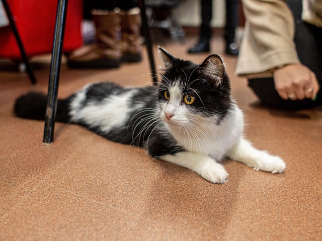 RSPCA The Stubbington Ark, Stubbington on Tuesday 13th February 2024

Pictured: Luna

Picture: Habibur Rahman