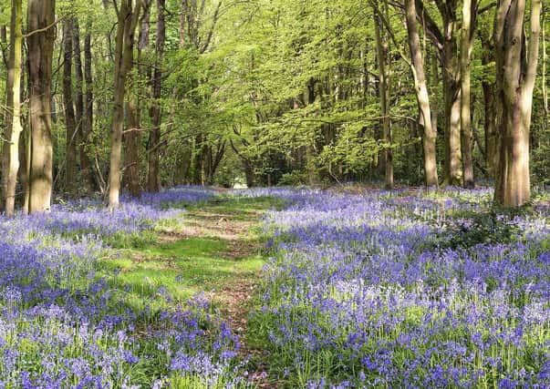 An English Bluebell Wood taken by Simon Newman. Afternoon sun shining through the trees on a carpet of bluebells at Joan's Acre Wood