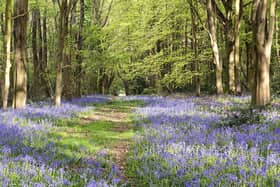 An English Bluebell Wood taken by Simon Newman. Afternoon sun shining through the trees on a carpet of bluebells at Joan's Acre Wood