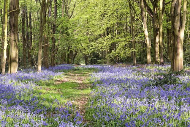 An English Bluebell Wood taken by Simon Newman. Afternoon sun shining through the trees on a carpet of bluebells at Joan's Acre Wood