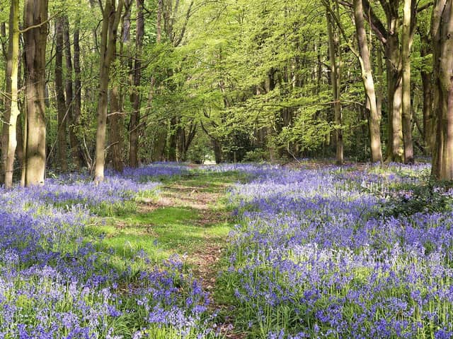 An English Bluebell Wood taken by Simon Newman. Afternoon sun shining through the trees on a carpet of bluebells at Joan's Acre Wood