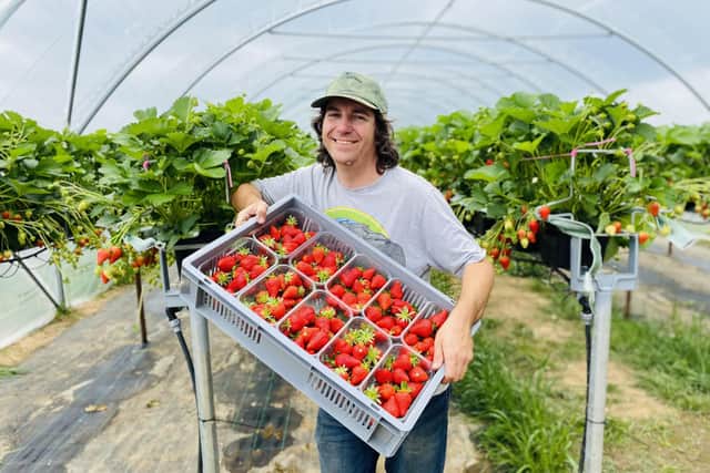 A farm shop based in the heart of the Meon Valley harvested a record breaking number of strawberries and raspberries during its 2022 soft fruit season.
Westlands Farm Shop near Wickham harvested over 200 tonnes of strawberries and raspberries this year - a 250% increase since 2021 Pictured is Westlands Farm Team Leader Paul Ferguson