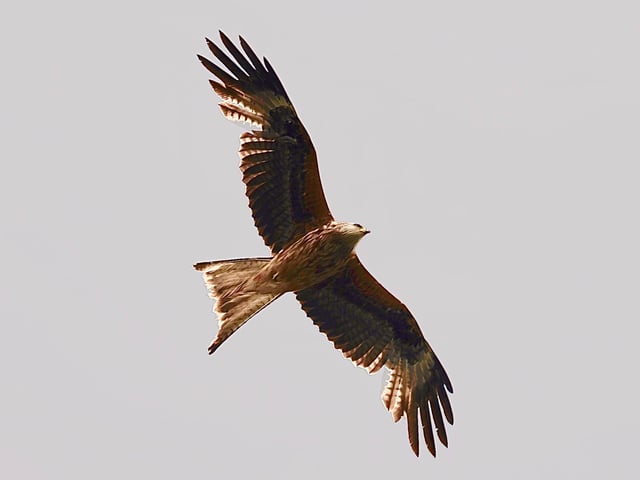A red kite soars over Cosham.