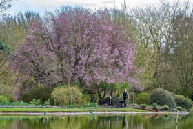 At this time of year cherry trees – both fruiting and ornamental – produce spring blossom in abundance which is much loved by bees